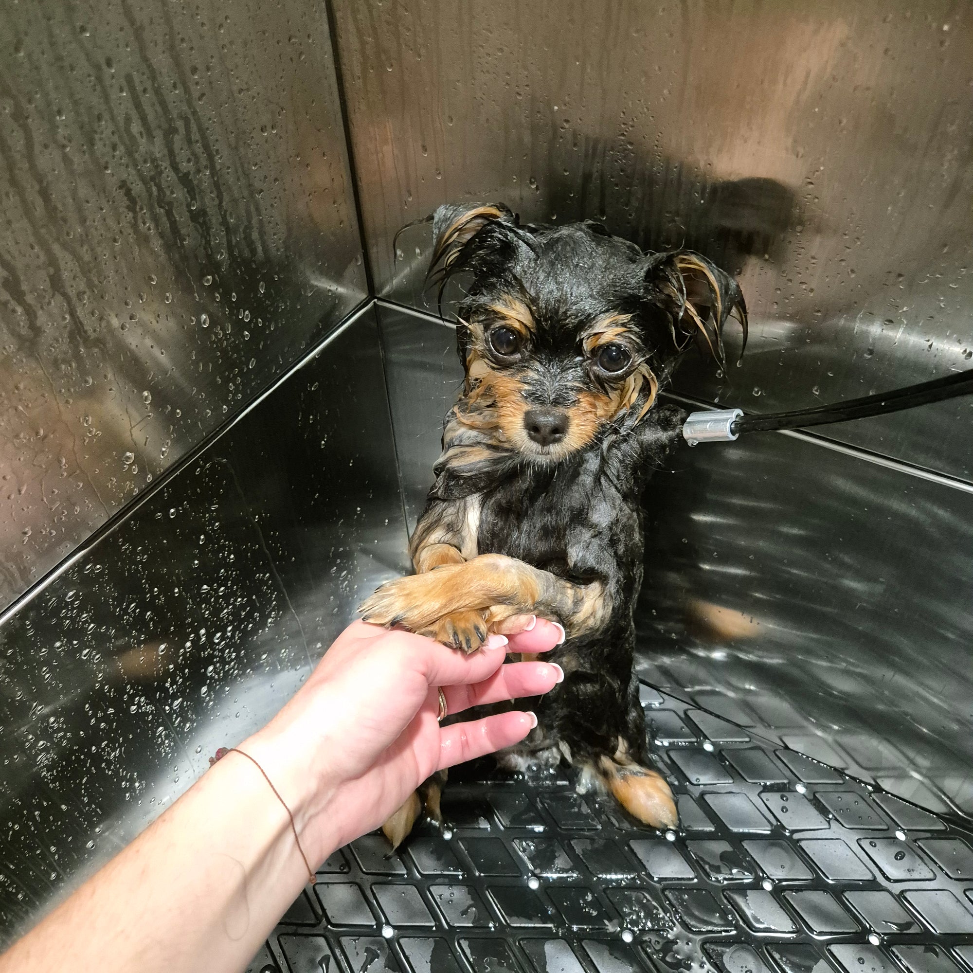 Toilettage naturel sans coupe pour chien – DOG DELICAT Thionville
