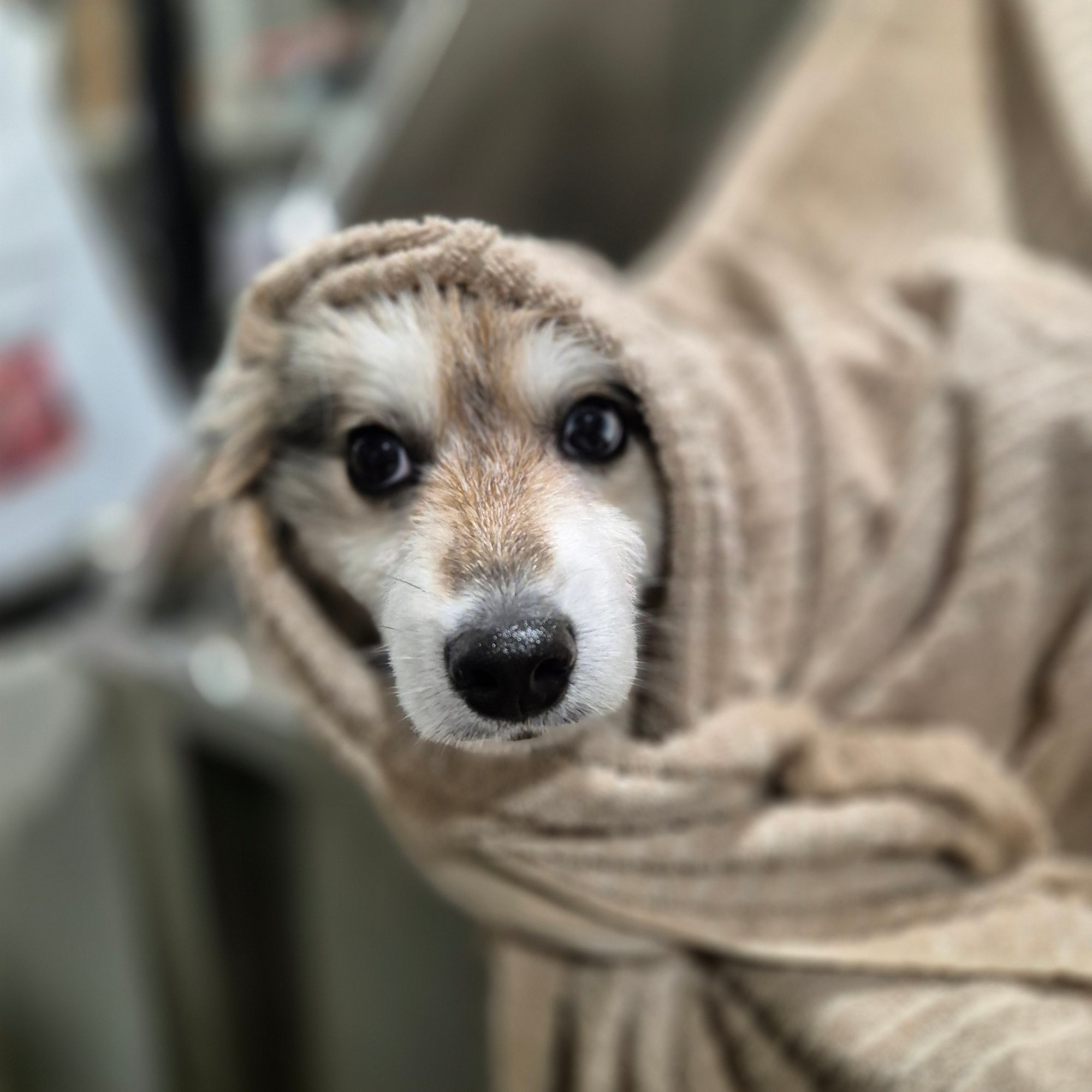 Toilettage naturel sans coupe pour chien – DOG DELICAT Thionville