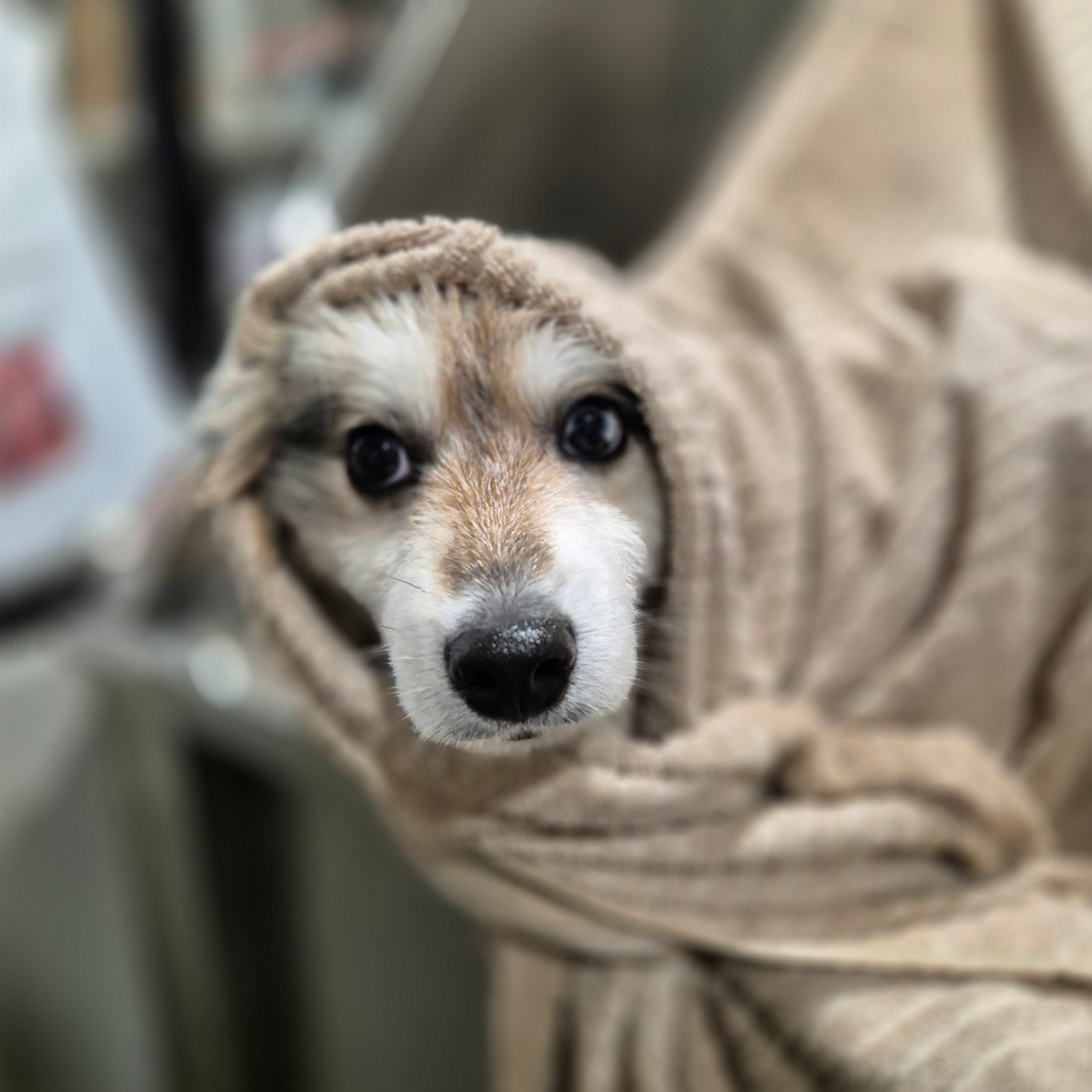 Toilettage naturel sans coupe pour chien – DOG DELICAT Thionville