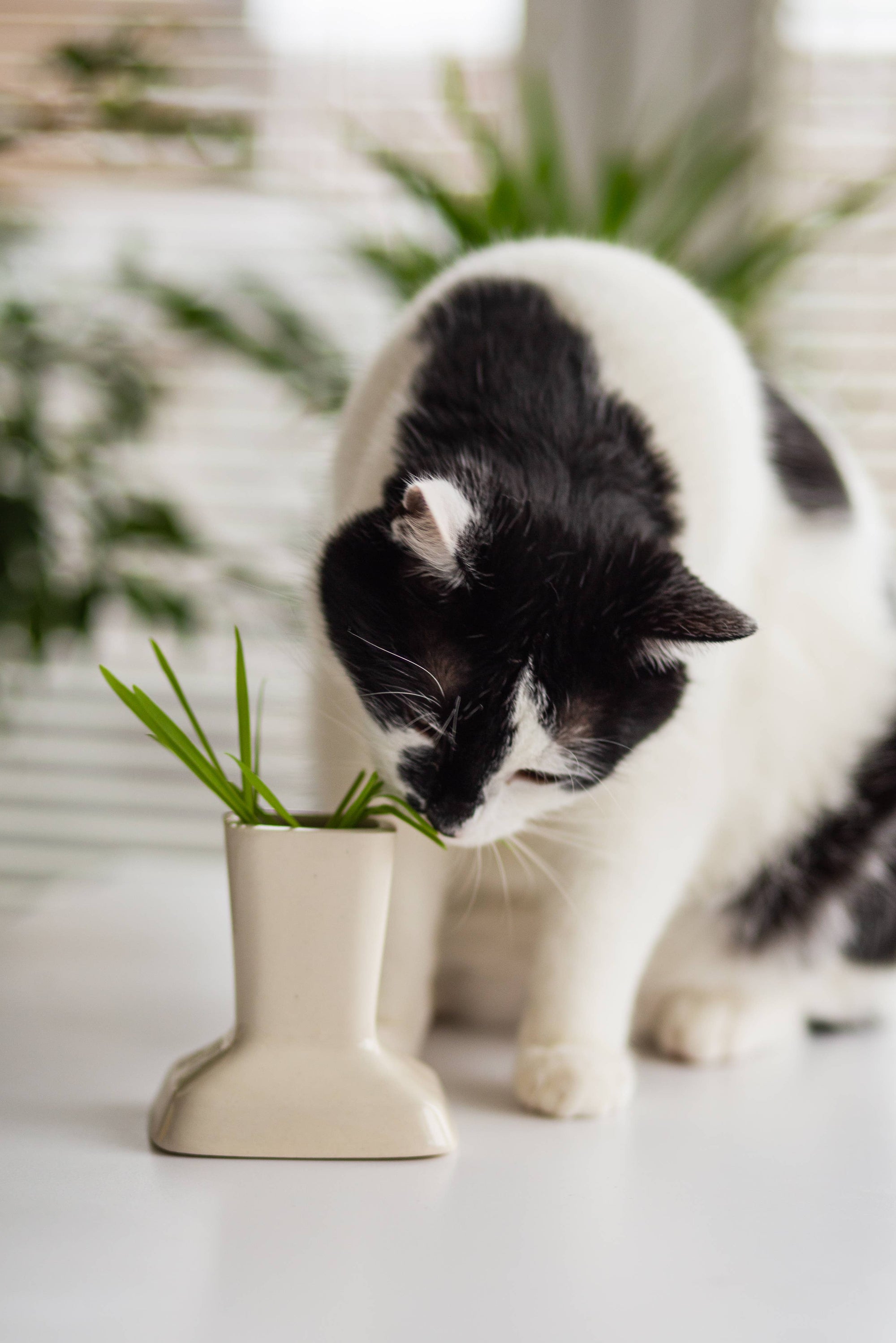 Vase Miaustore avec graines et terre pour chat