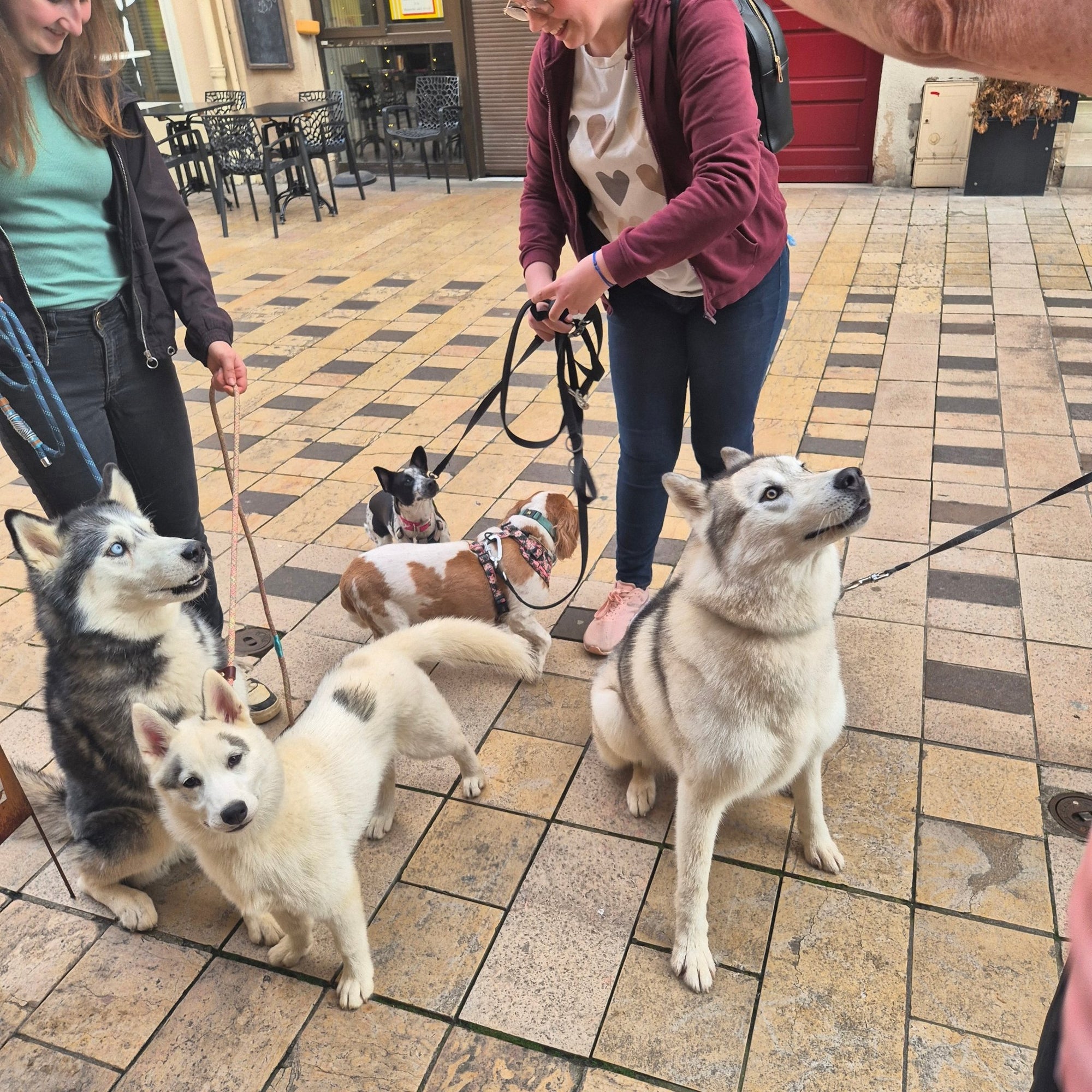 Balade éducative en centre - ville – Thionville - DOG DéliCAT - DOG DéliCAT