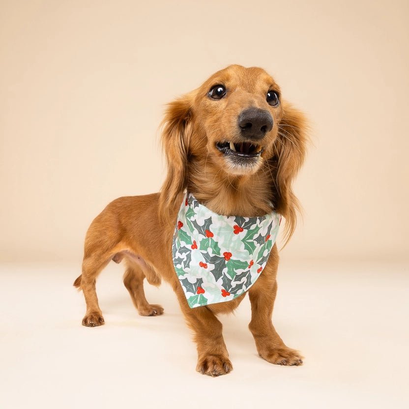 Bandana De Noël Pour Chien – Houx & Baies Rouges 🎄 - The Paws - DOG DéliCAT