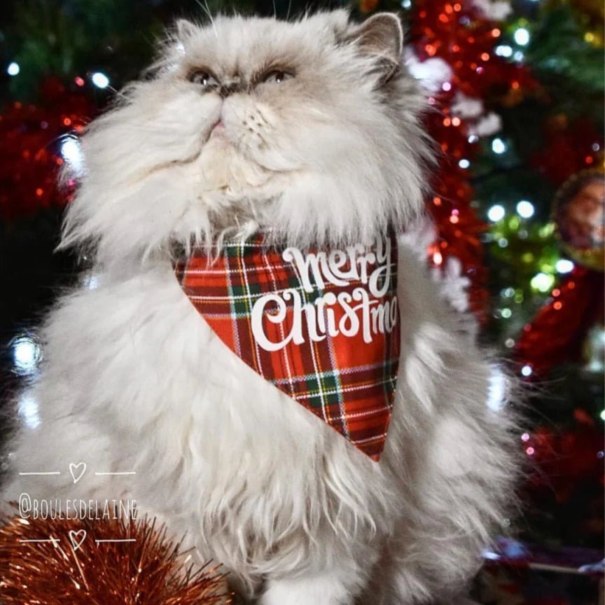 Bandana de Noël pour chien Merry Christmas - ARIZONA HOT DOGS - DOG DéliCAT