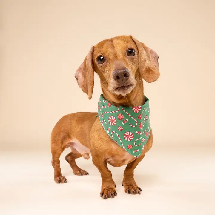 Bandana De Noël Pour Chien – Sucre D’Orge - The Paws - DOG DéliCAT