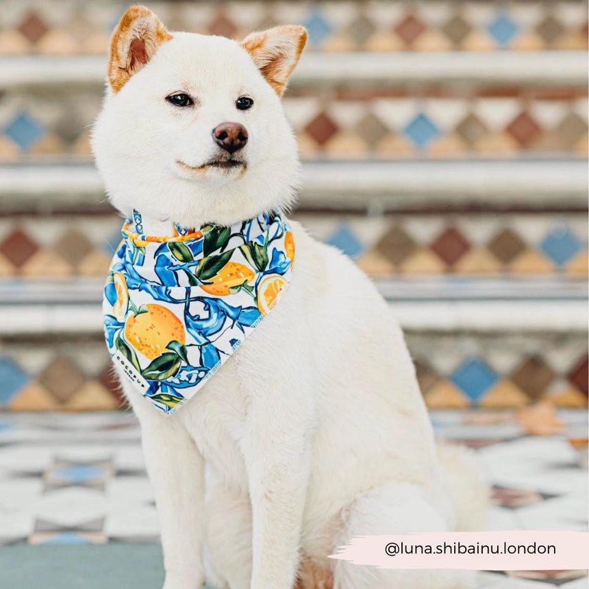 Bandana pour chien Amalfi Lemon CocoPup London – CocoPup London – DOG DéliCAT  