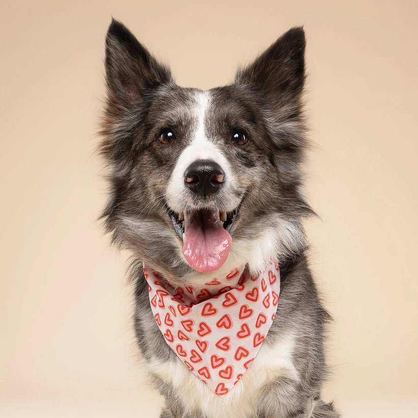Bandana Pour Chien Amoureux – Cœurs Rouges En Coton - The Paws - DOG DéliCAT