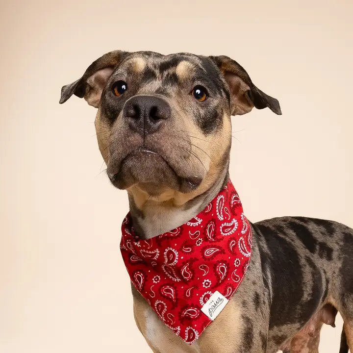 Bandana Pour Chien Dallas – Motif Paisley Rouge Classique - The Paws - DOG DéliCAT