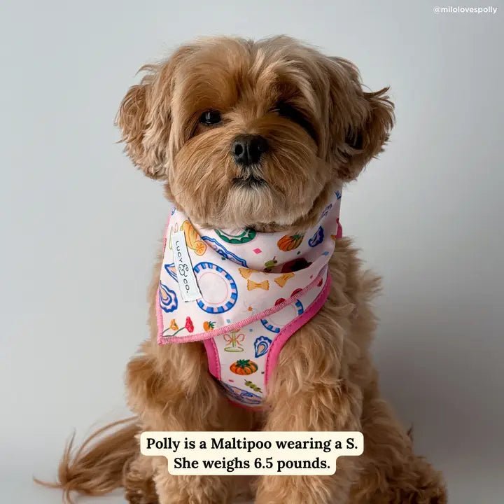 Bandana pour chien dolce vita Lucy & Co. – Lucy & Co. – DOG DéliCAT