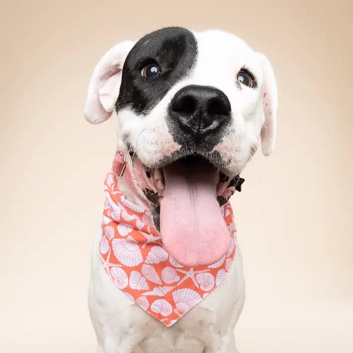Bandana pour chien en coton – Motif Coquillages - The Paws - DOG DéliCAT