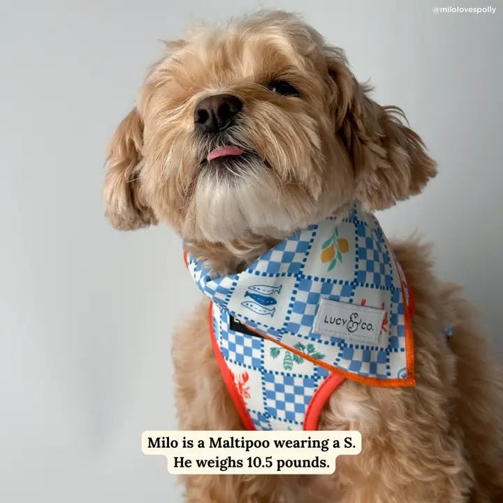 Bandana pour chien ensoleillé en Sicile Lucy & Co. – Lucy & Co. – DOG DéliCAT