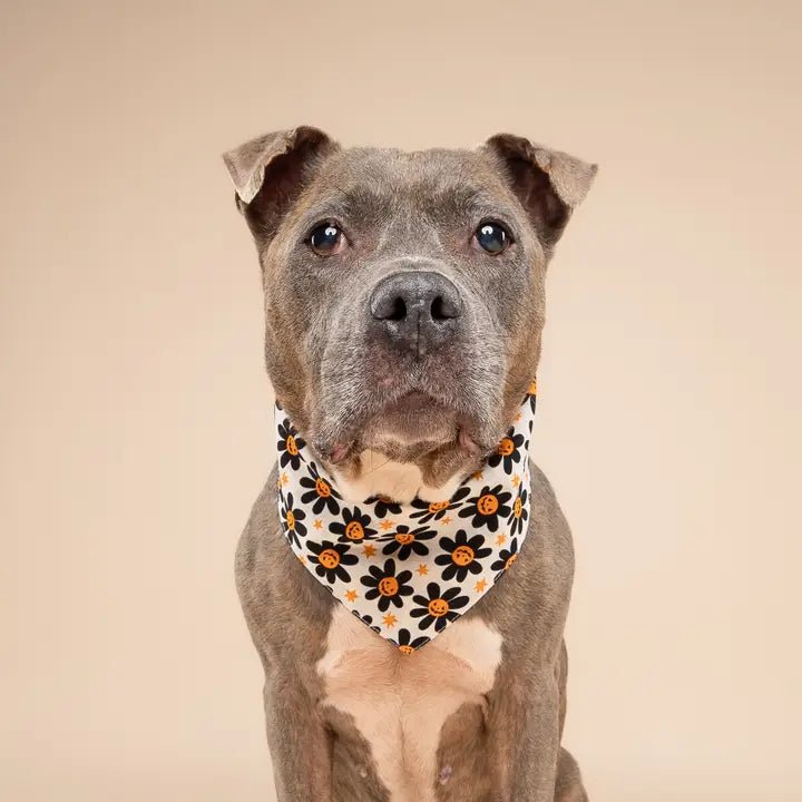 Bandana pour chien Halloween Pétales de citrouille 🎃 - The Paws - DOG DéliCAT