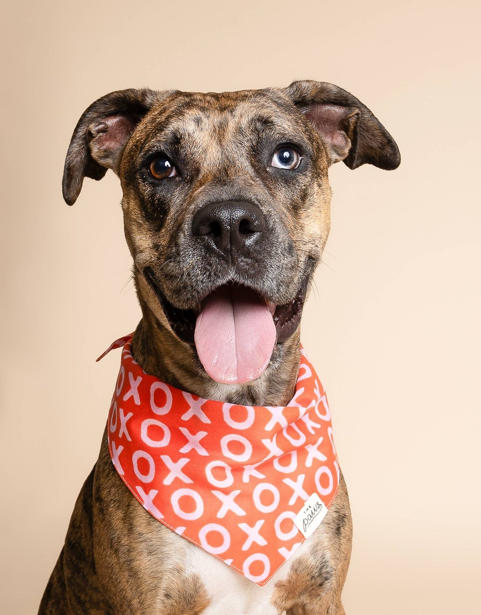 Bandana pour chien XO - The Paws - DOG DéliCAT