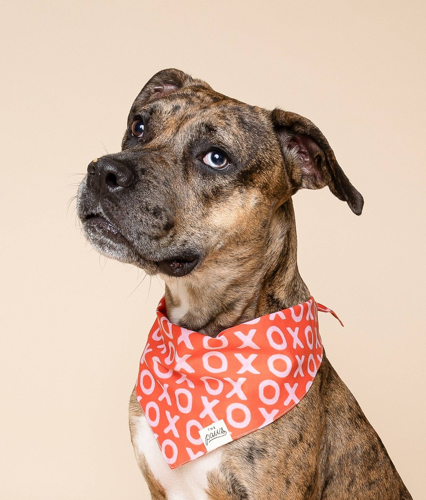 Bandana pour chien XO - The Paws - DOG DéliCAT