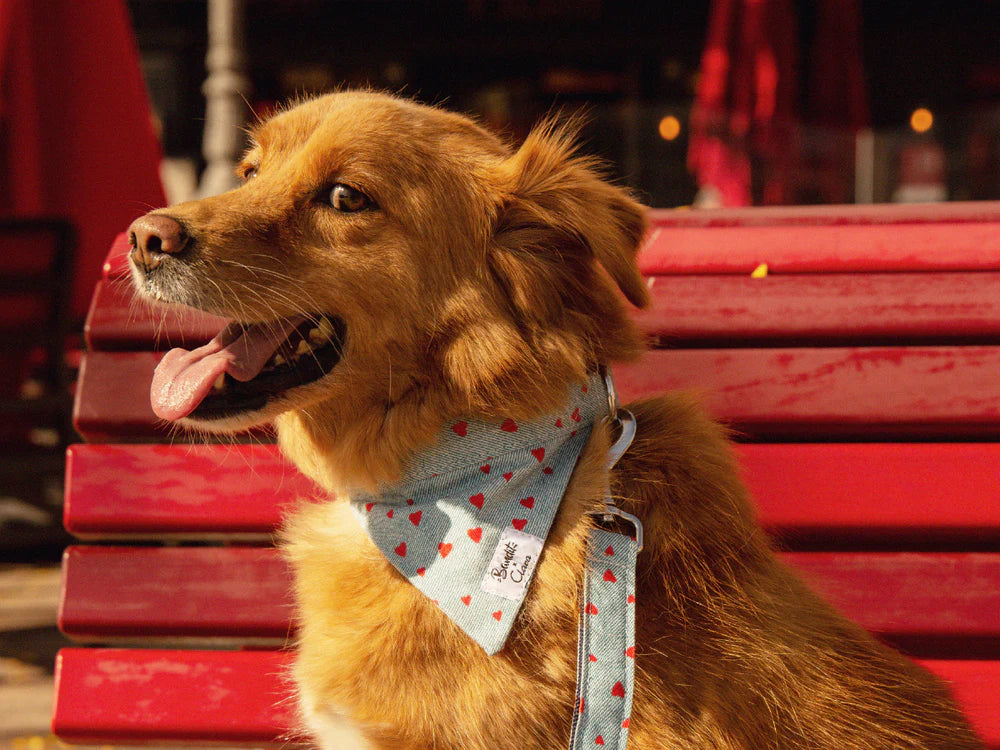 Image d'un chien arborant fièrement le Bandana en denim Bandit x Clara, dévoilant une allure décontractée et stylée. Les cœurs rouges apportent une touche d'amour et de solidarité à cette collection exclusive.