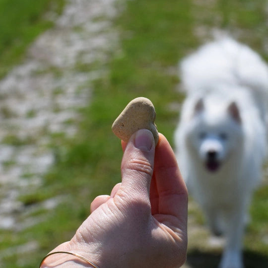 Biscuit chien sans céréales canard orange