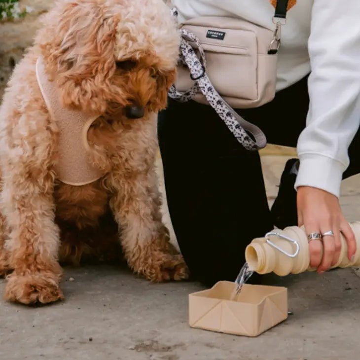 Bol de voyage pliable - COCOPUP LONDON - DOG DéliCAT