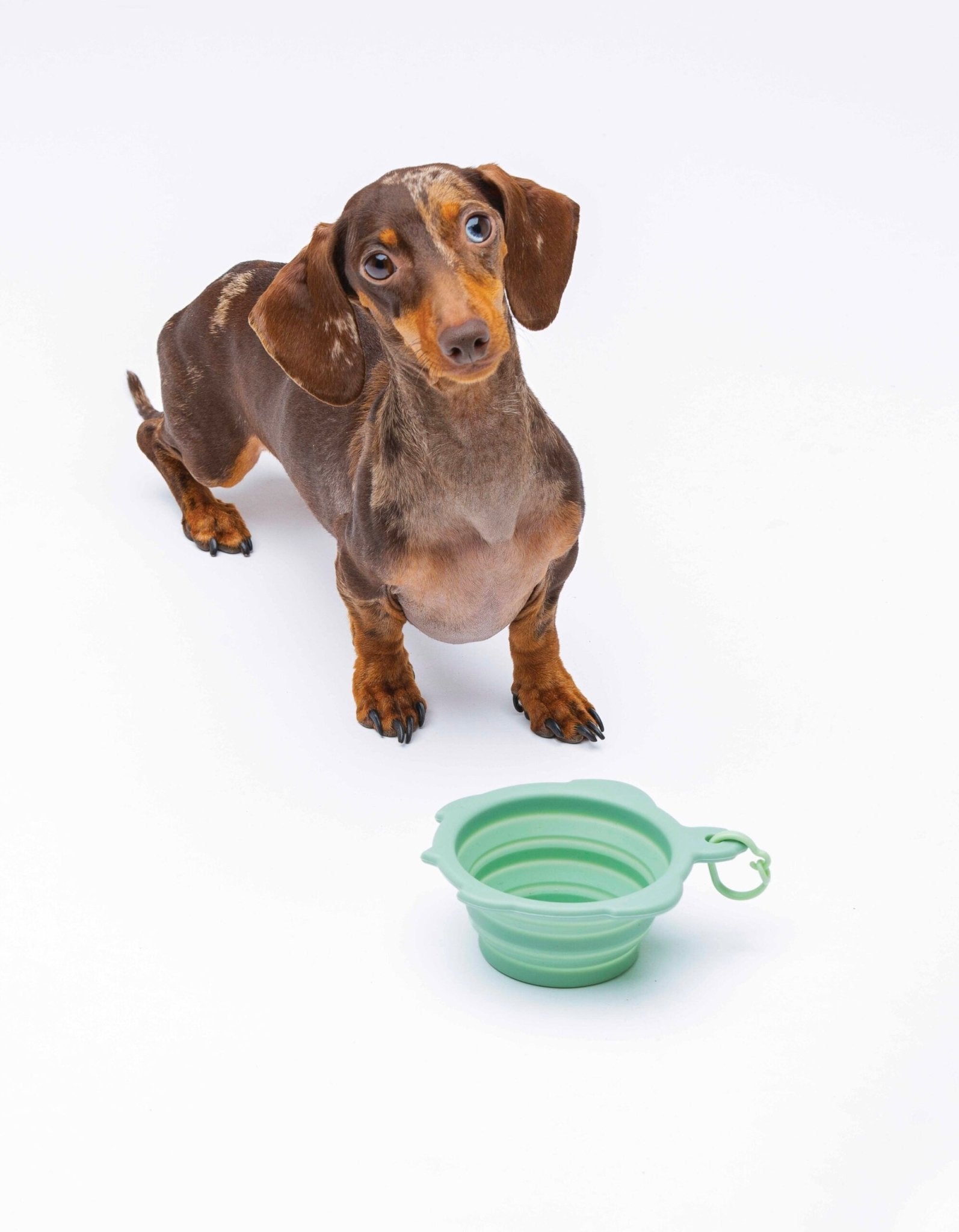 Bol de voyage tortue – silicone pliable 200 ml 🐾 - UNITED PETS - DOG DéliCAT