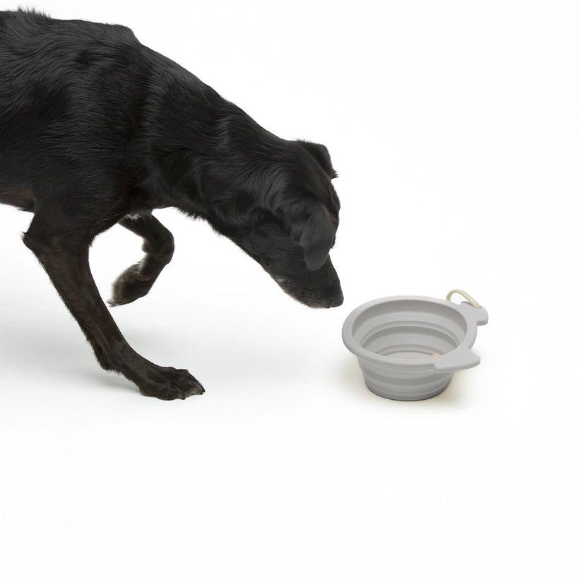 Bol pliable de voyage pour chien en silicone taupe 500 m - UNITED PETS - DOG DéliCAT