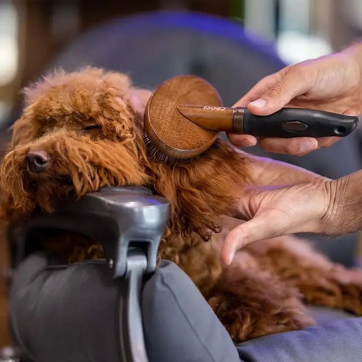 Brosse Carde pour chien Barbershop - CROCI - DOG DéliCAT