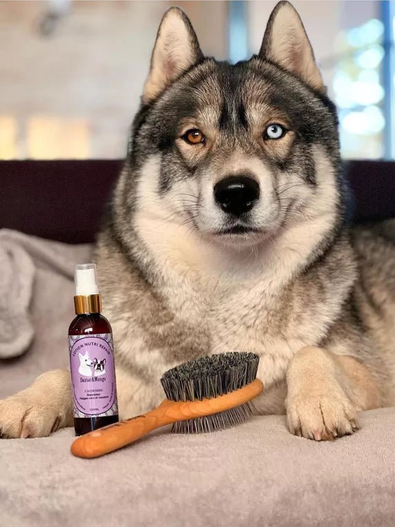 Brosse double face en bois de hêtre - DEXTER & MANGO - DOG DéliCAT