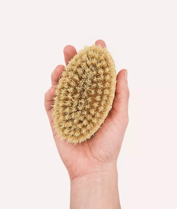 Brosse pour chien à poils courts en bois de hêtre - CAFIDE - DOG DéliCAT