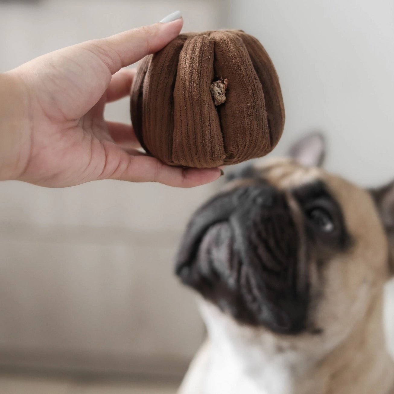 🤍 CANELE – Le jouet de fouille chic pensé pour les petits chiens - LAMBWOLF - DOG DéliCAT