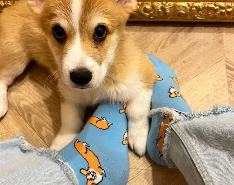 Chaussettes Corgi – Tendresse & humour made in France - COUCOU SUZETTE - DOG DéliCAT