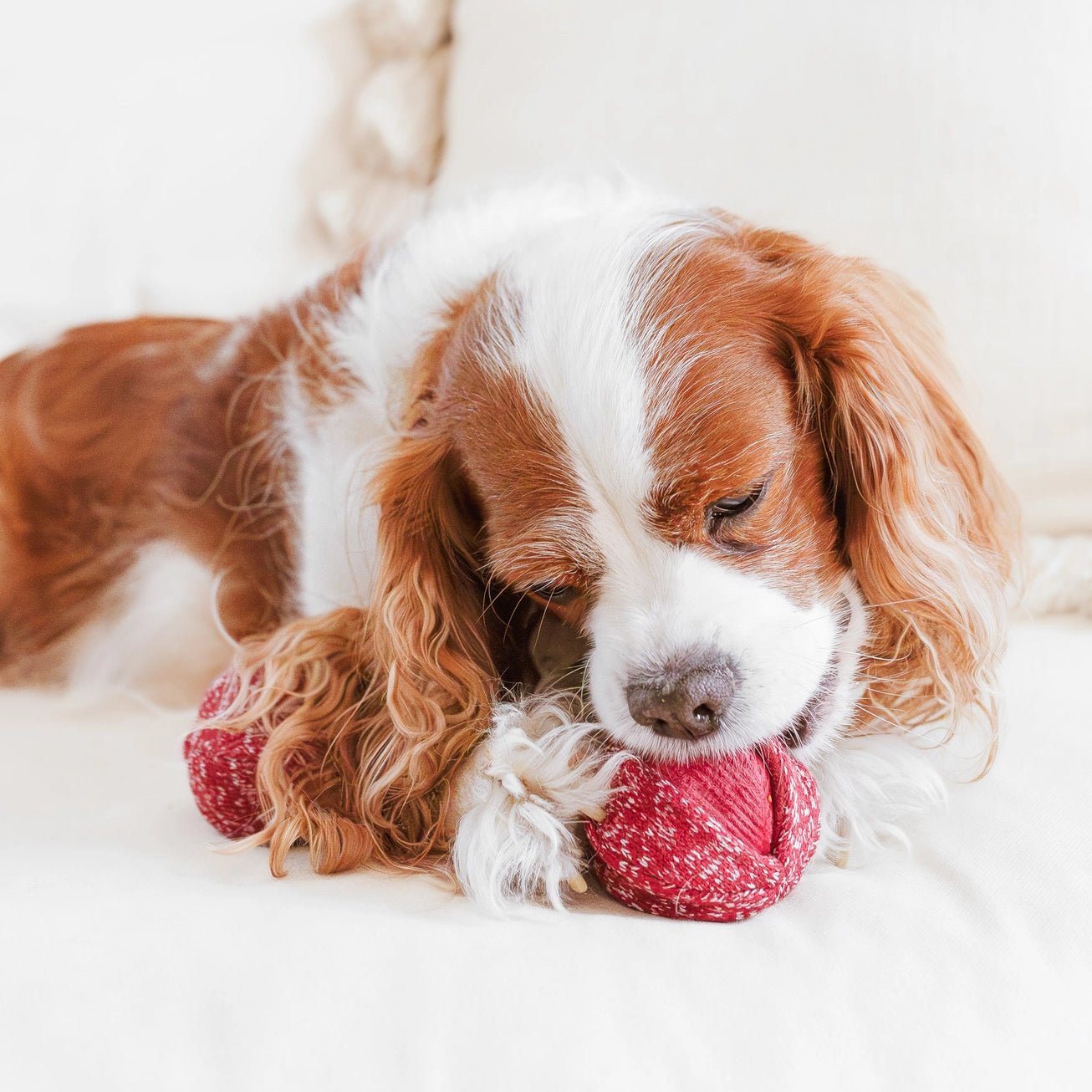 CHERRY POP 🍒 – Le jouet fruité - LAMBWOLF - DOG DéliCAT