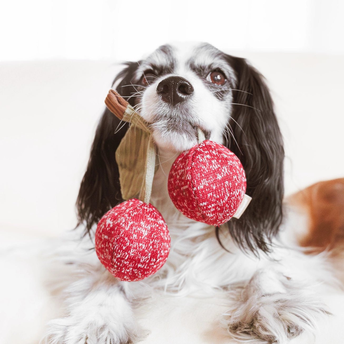 CHERRY POP 🍒 – Le jouet fruité - LAMBWOLF - DOG DéliCAT