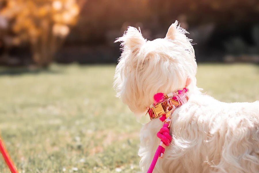 Collier bijoux porte - médaille EM Papaye - FRIMOUSSE DOG - DOG DéliCAT