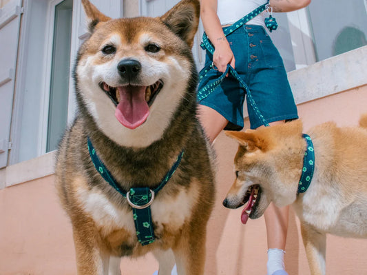 Collier pour chien motif OOPSY DAISY en denim de la marque BANDIT