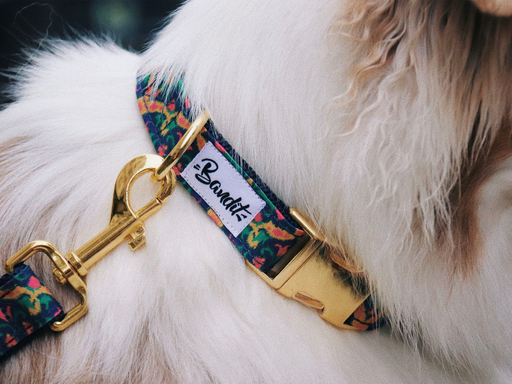 Collier pour chien motif BOLLYWOOF multicolore de la marque BANDIT