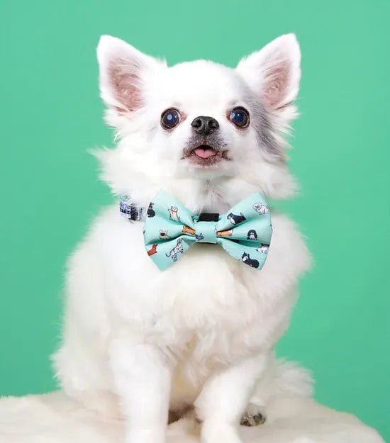 Collier en nylon à motifs pour chien - Coucou Suzette x Arizona Hotdogs - ARIZONA HOT DOGS - DOG DéliCAT