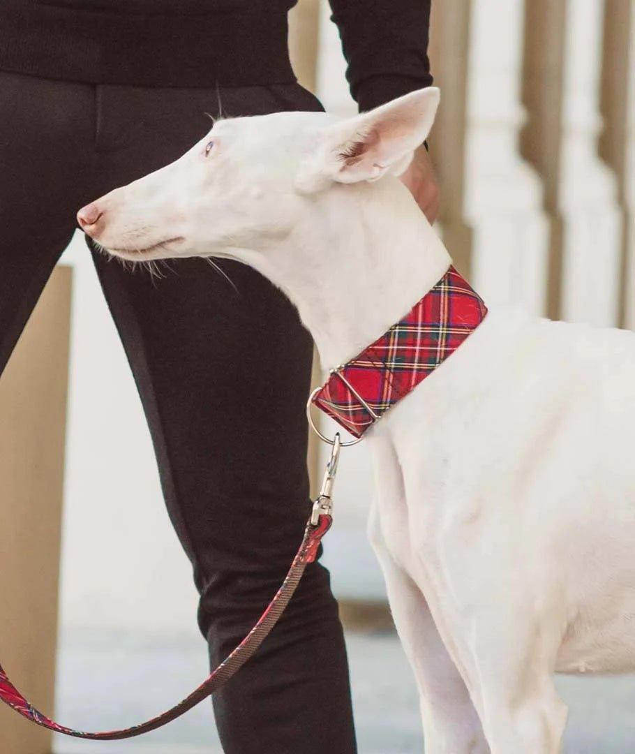 Collier martingale lévrier tartan rouge Tremp Brott DOG DÉLICAT