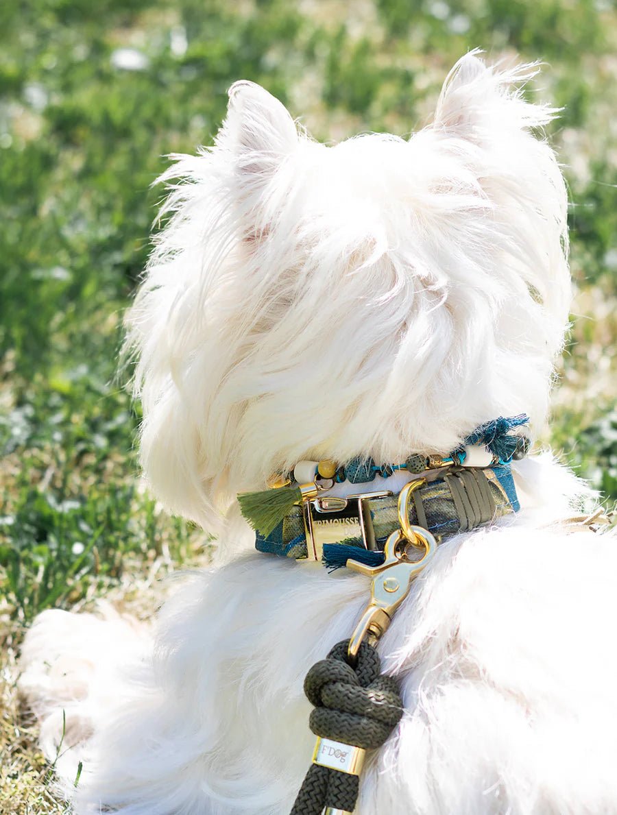 Collier pour chien Balthazar bleu & doré - FRIMOUSSE DOG - DOG DéliCAT