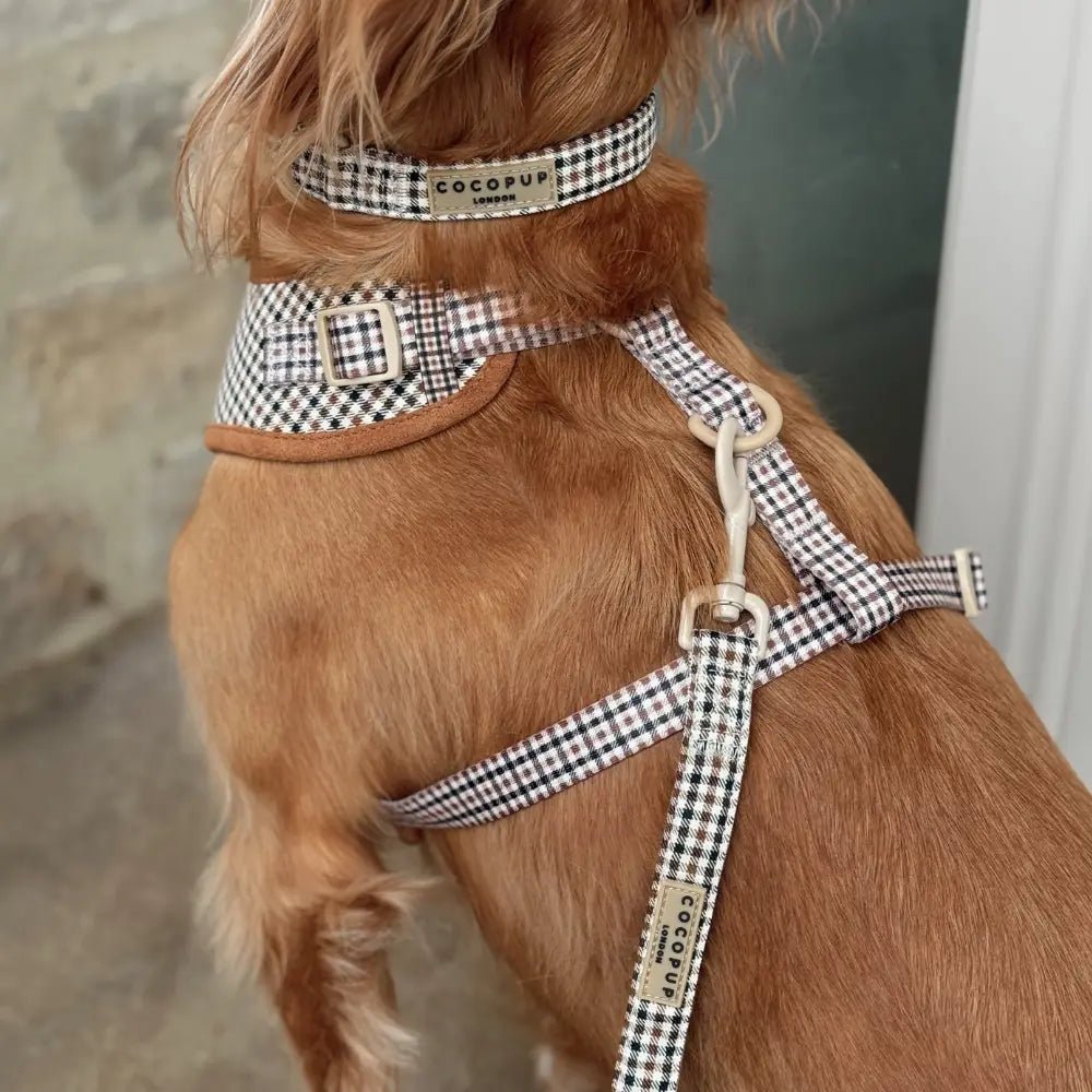Collier pour chien élégant Heritage Check - Cocopup London - DOG DéliCAT