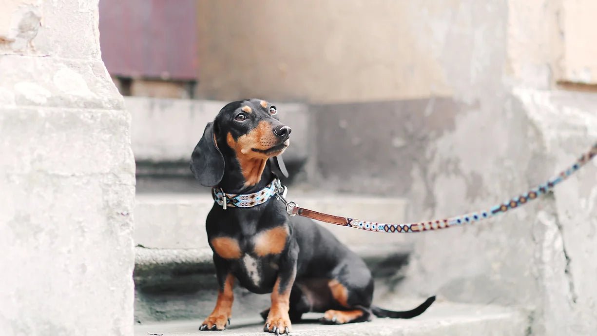 Collier pour chien en cuir brodé Holbox (broderie complète) - MEXIE - DOG DéliCAT