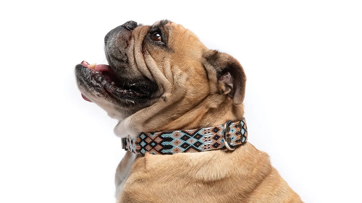 Collier pour chien en cuir brodé Holbox (broderie complète) - MEXIE - DOG DéliCAT