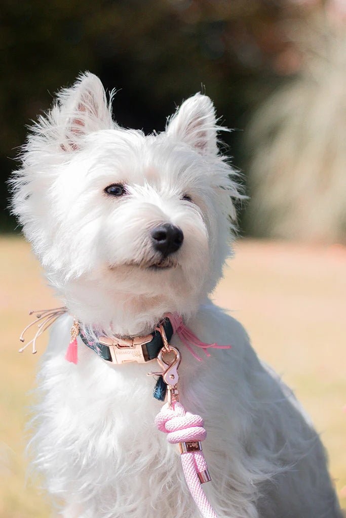 Collier pour chien en tissus premium Alicia - FRIMOUSSE DOG - DOG DéliCAT