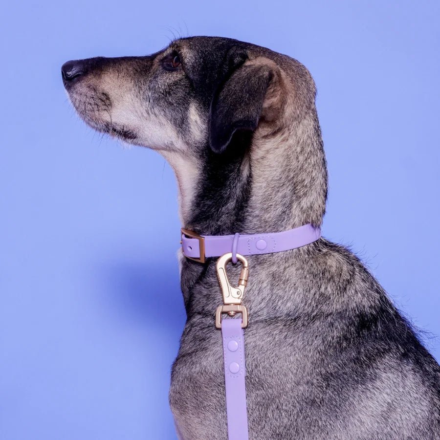 Collier pour chien imperméable PVC Lila Sagitarius - Arizona Hotdogs - DOG DéliCAT