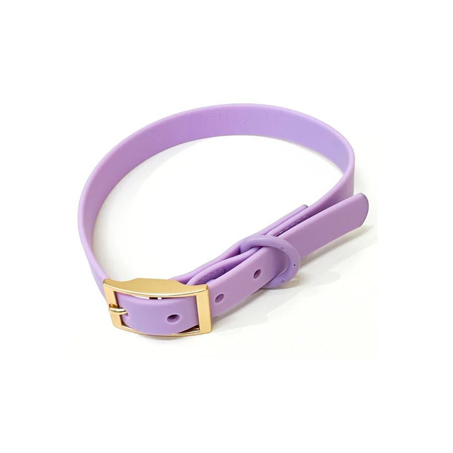 Collier pour chien imperméable PVC Lila Sagitarius - Arizona Hotdogs - DOG DéliCAT