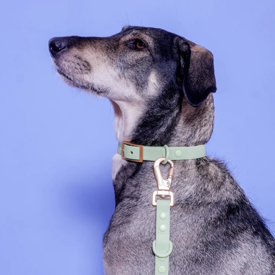 Collier pour chien imperméable PVC Gemini Vert pastel - Arizona Hotdogs - DOG DéliCAT
