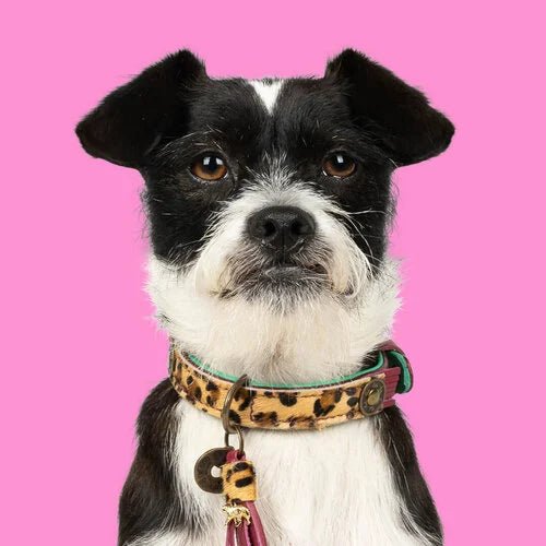 Collier pour chien Lou Lou avec imprimé léopard - DOG WITH A MISSION - DOG DéliCAT