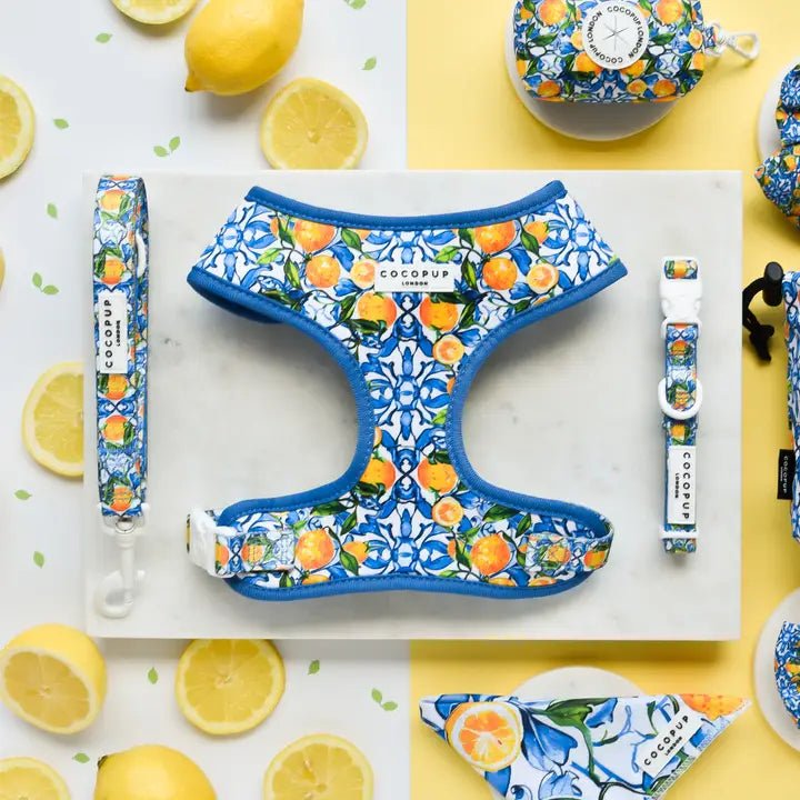 Ensemble pour chien Amalfi Lemon CocoPup London – CocoPup London – DOG DéliCAT