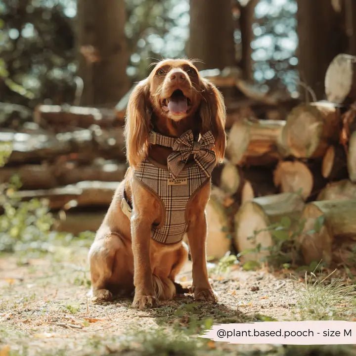 Collier Pup Plaid pour chien – chic & réglable Cocopup - COCOPUP LONDON - DOG DéliCAT