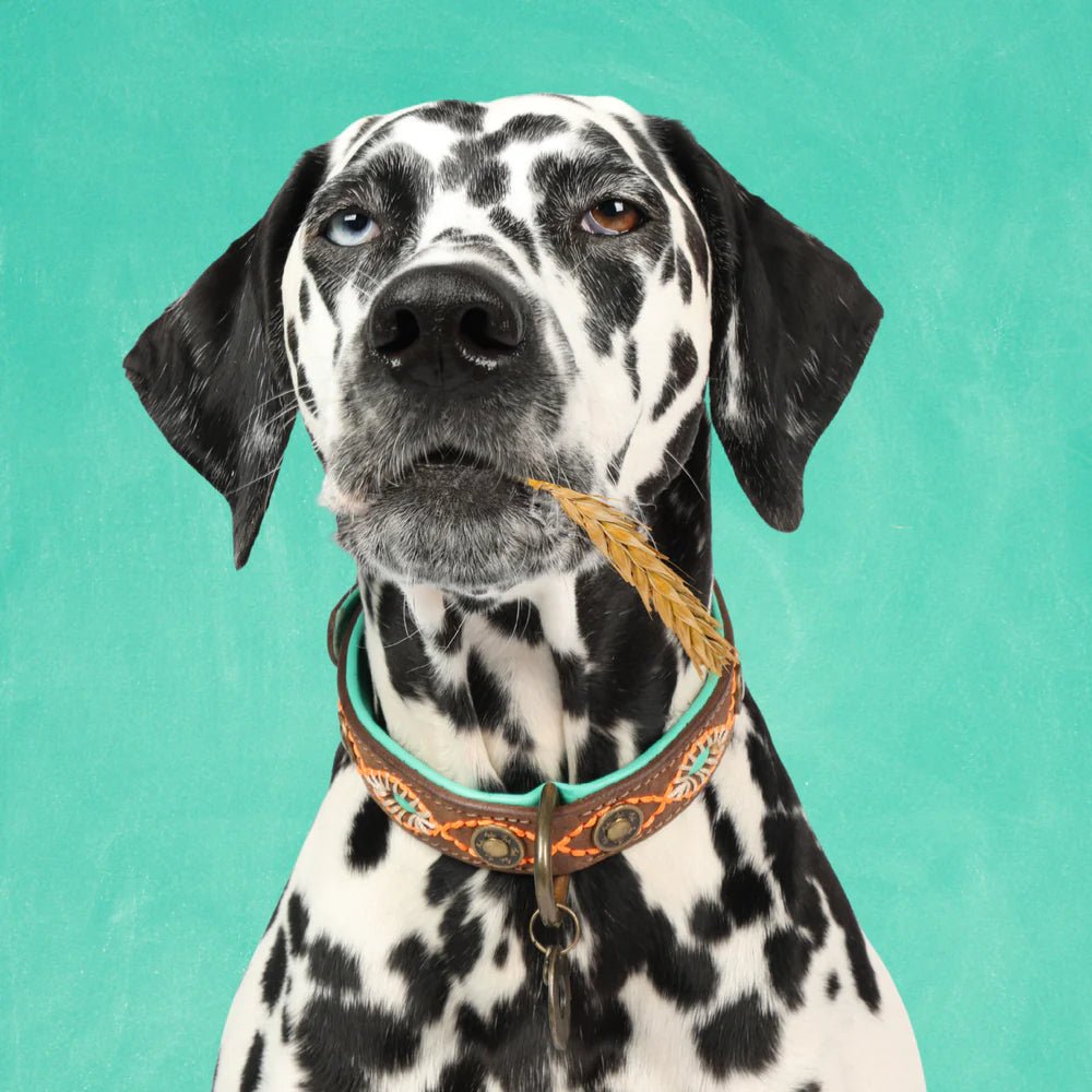 Collier Urban Joplin – L’élégance brute pour chiens citadins - DOG WITH A MISSION - DOG DéliCAT