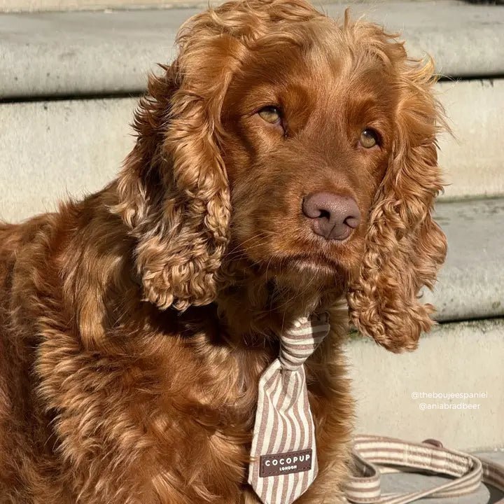Cravate pour chien London Linen Stripes CocoPup London – CocoPup London – DOG DéliCAT