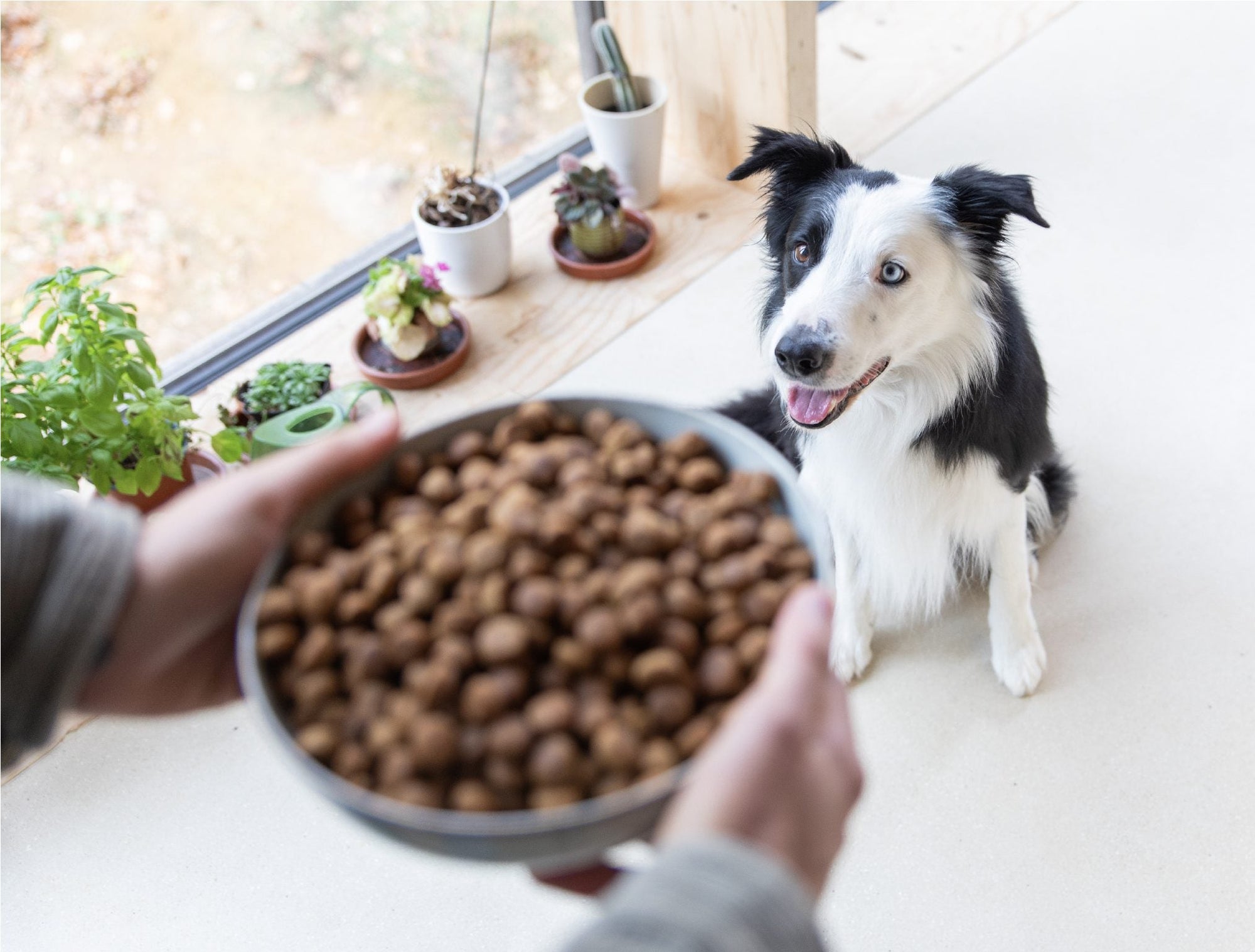 Croquettes Hypoallergéniques Premium au Canard Frais - DOG CHEF - DOG DéliCAT