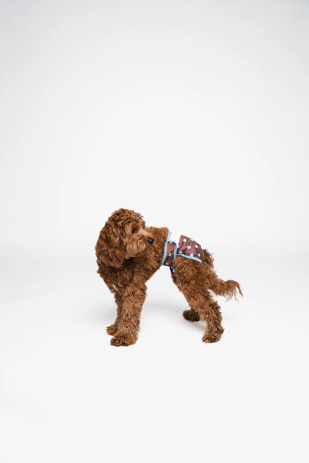 Culotte menstruelle pour chienne à pois Lou & Co DOG DÉLICAT
