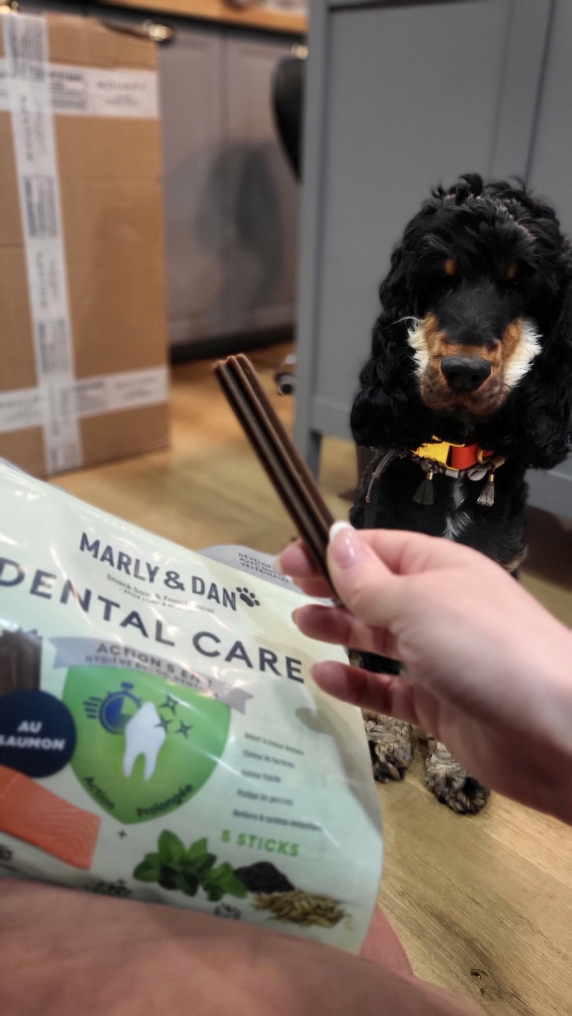 Dental Care Hygiène Bucco - Dentaire Pour chien – Marly & Dan - MARLY & DAN - DOG DéliCAT